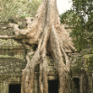 Tree Growing On Ancient Buildings