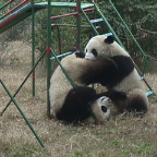 Panda Play