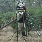 Panda Play 2