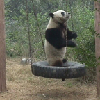 Panda Play 3