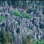 The Stone Forest 2