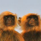 2 Langur Monkey