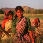 Indian Woman Working The Rice Fields