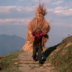 Man Carrying Hay